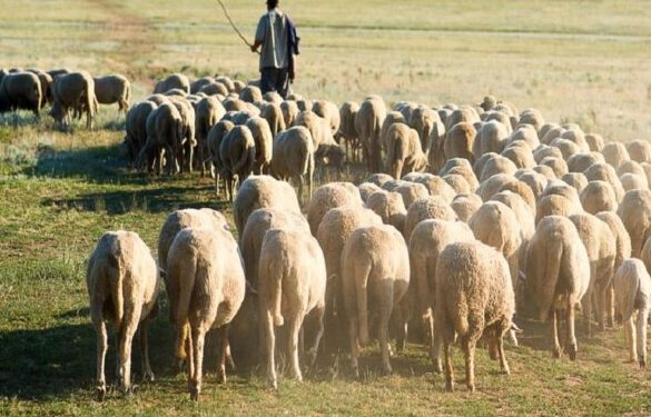 Σε συγκεντρώσεις προχωρούν οι κτηνοτρόφοι λόγω της επιδείνωσης της ευλογιάς των αιγοπροβάτων
