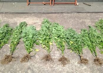 Σύλληψη άνδρα στο Μεσολόγγι για καλλιέργεια και διακίνηση ναρκωτικών