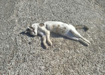 Λουτρό Αμφιλοχίας: Μαζικός θάνατος ζώων – Σκηνές φρίκης στους δρόμους