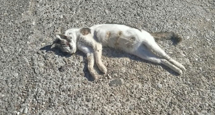 Λουτρό Αμφιλοχίας: Μαζικός θάνατος ζώων – Σκηνές φρίκης στους δρόμους