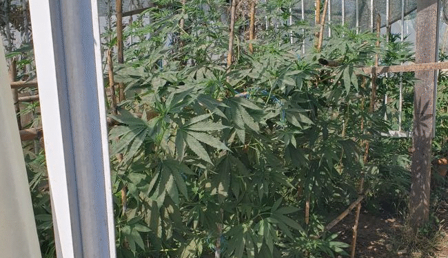 Αγρίνιο: Πιάστηκε να καλλιεργεί κα να διακινεί ναρκωτικά