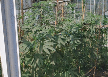 Αγρίνιο: Πιάστηκε να καλλιεργεί κα να διακινεί ναρκωτικά