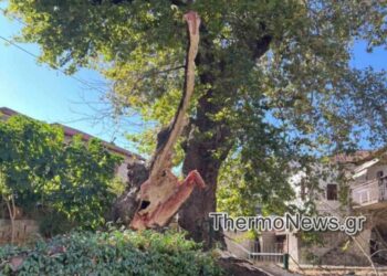Πλάτανος έπεσε σε πλατεία στο Θέρμο-Παρά λίγο τραγωδία