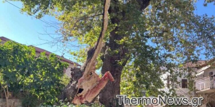 Πλάτανος έπεσε σε πλατεία στο Θέρμο-Παρά λίγο τραγωδία