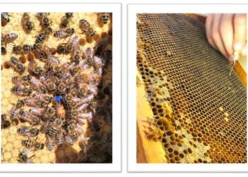 Οι μέλισσες στην Πανεπιστημιούπολη Μεσολογγίου