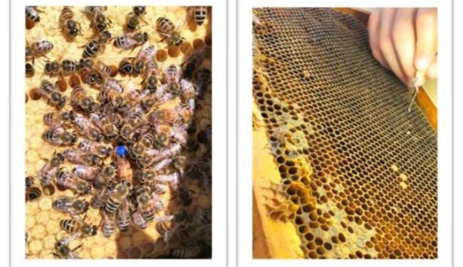 Οι μέλισσες στην Πανεπιστημιούπολη Μεσολογγίου