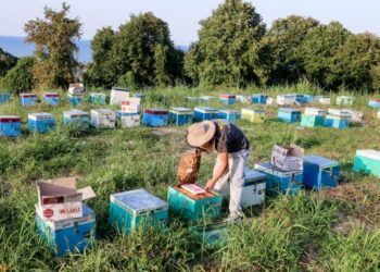 Δήλωση κυψελών: 1/9 -20/11