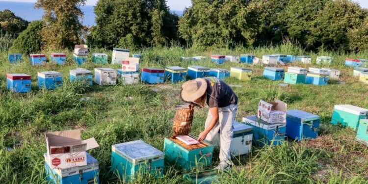 Δήλωση κυψελών: 1/9 -20/11