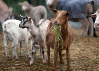 Περιφέρεια: εφιστά την προσοχή για την ευλογιά των αιγοπροβάτων.Ποινές για τους παραβάτες.