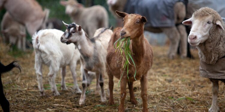 Περιφέρεια: εφιστά την προσοχή για την ευλογιά των αιγοπροβάτων.Ποινές για τους παραβάτες.