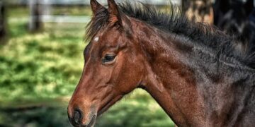 Σύλληψη ιδιοκτήτη αλόγου από την αστυνομία επειδή εκείνο έφυγε
