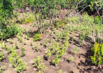 Εντοπίστηκε οργανωμένη φυτεία με χιλιάδες δενδρύλλια κάνναβης στην Αιτωλ/νία – Ερευνάται εγκληματικό δίκτυο διακίνησης ναρκωτικών