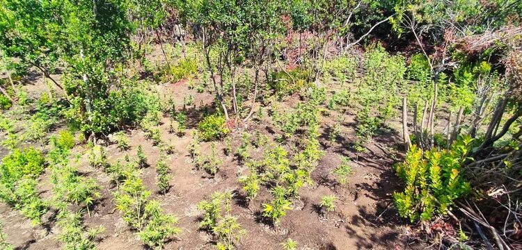 Εντοπίστηκε οργανωμένη φυτεία με χιλιάδες δενδρύλλια κάνναβης στην Αιτωλ/νία – Ερευνάται εγκληματικό δίκτυο διακίνησης ναρκωτικών