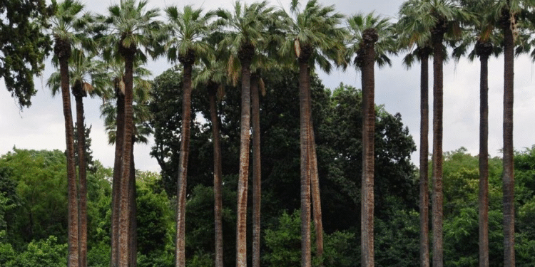 Δήμος Αθηναίων: Κλειστός ο Εθνικός Κήπος λόγω ισχυρών ανέμων – Αυξημένα μέτρα ασφαλείας