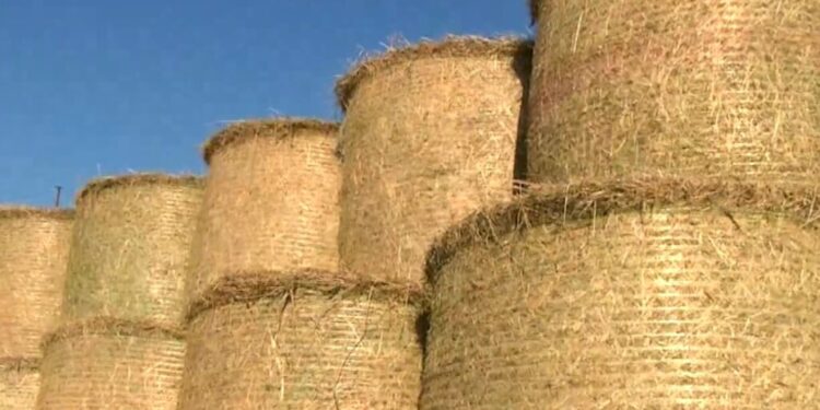Πρέβεζα: πρωτοβουλία του συλλόγου κτηνοτρόφων Ηπείρου για συγκέντρωση ζωοτροφών για τους πυρόπληκτους.