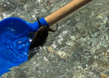 Δηλητηριώδες έντομο κολυμπούσε ανάμεσα σε λουόμενους στο Βαθυαβάλι!