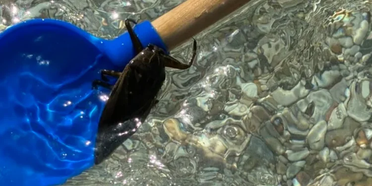 Δηλητηριώδες έντομο κολυμπούσε ανάμεσα σε λουόμενους στο Βαθυαβάλι!