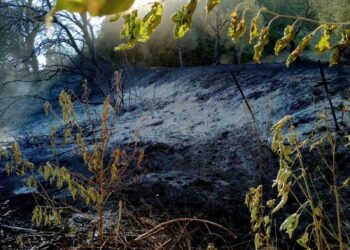 Η φωτιά στην Ποταμούλα τέθηκε υπό πλήρη έλεγχο