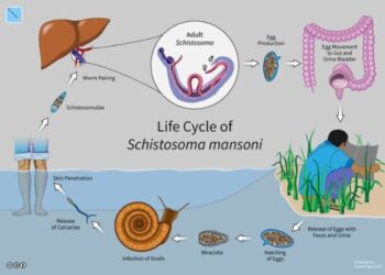 Πώς ένα παρασιτικό σκουλήκι μπορεί να βοηθήσει στην ανάπτυξη νέων παυσίπονων