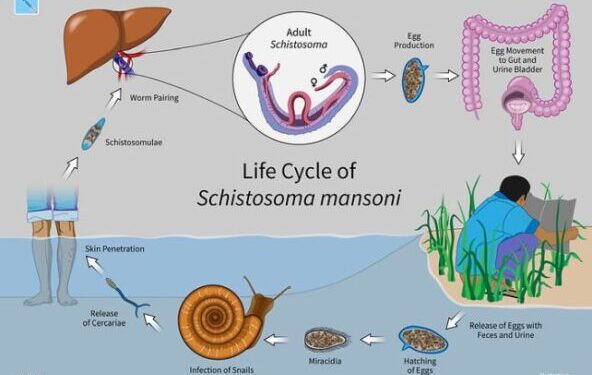 Πώς ένα παρασιτικό σκουλήκι μπορεί να βοηθήσει στην ανάπτυξη νέων παυσίπονων