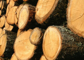 Kατασχεθέντα καυσόξυλα σε πλειοδοτική δημοπρασία στη Φτελιά Ανοιξιάτικου