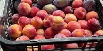 Συνάντηση για το Ειδικό Πρόγραμμα Γεωργικής Έρευνας για τη δημιουργία νέων ποικιλιών φυτικών ειδών, στη Νάουσα