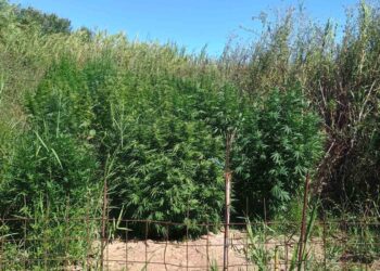 Εντοπίστηκε φυτεία δενδρυλλίων κάνναβης στην Αιτωλοακαρνανία-Μία σύλληψη αναζητείται ένας ακόμα άνδρας