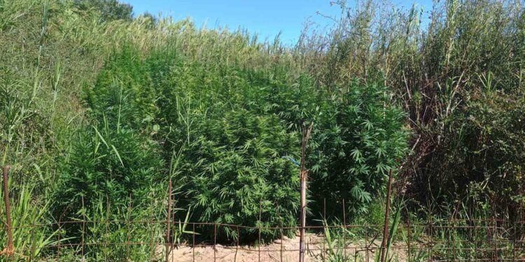 Εντοπίστηκε φυτεία δενδρυλλίων κάνναβης στην Αιτωλοακαρνανία-Μία σύλληψη αναζητείται ένας ακόμα άνδρας 