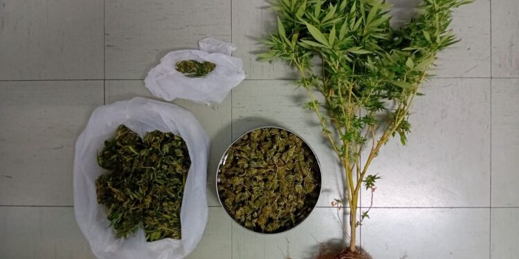 Συνελήφθη άνδρας στο Μεσολόγγι για καλλιέργεια και κατοχή ναρκωτικών (ΦΩΤΟ)