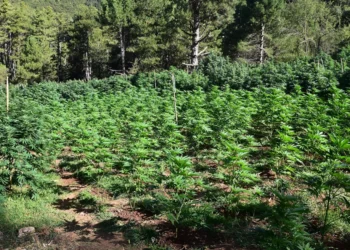 Ξυλόκαστρο: Φυτεία με περισσότερα από 2000 δενδρύλλια…