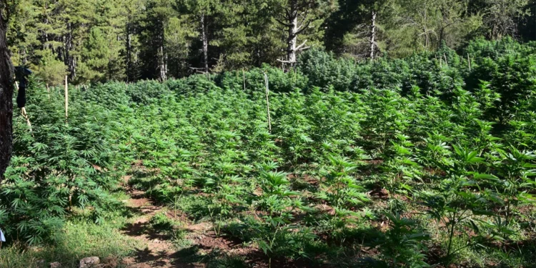 Ξυλόκαστρο: Φυτεία με περισσότερα από 2000 δενδρύλλια…