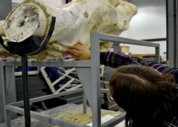 Καισάρεια: Στο φως κρανία προϊστορικών ελεφάντων 7,7 εκατ. ετών