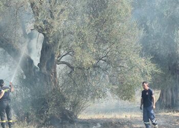 Φωτιά στον Άγιο Ανδρέα Μακρυνείας