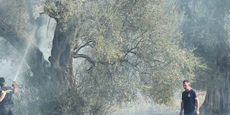 Φωτιά στον Άγιο Ανδρέα Μακρυνείας