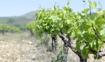 Ξεκινά η υποβολή αιτήσεων νέων φυτεύσεων αμπελώνων