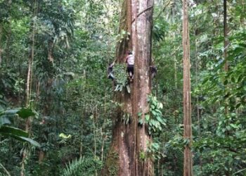 Το μέσο μέγεθος των δέντρων στον Αμαζόνιο έχει αυξηθεί κατά 3,2% τα τελευταία 30 χρόνια λόγω της κλιματικής αλλαγής