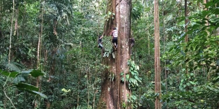 Το μέσο μέγεθος των δέντρων στον Αμαζόνιο έχει αυξηθεί κατά 3,2% τα τελευταία 30 χρόνια λόγω της κλιματικής αλλαγής