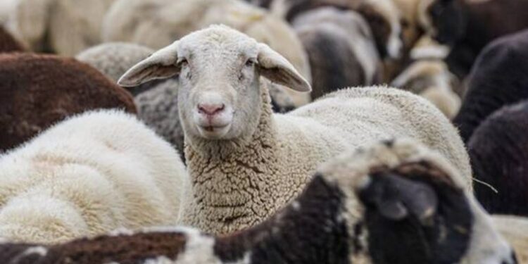 Συσκέπτεται ο Κ. Τσιάρας με τους περιφερειάρχες για την ευλογιά. Αυστηρότερα μέτρα και σταθμοί απολύμανσης