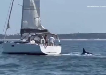 Πορτογαλία: Ιστιοπλοϊκό βυθίστηκε μετά από επίθεση φαλαινών