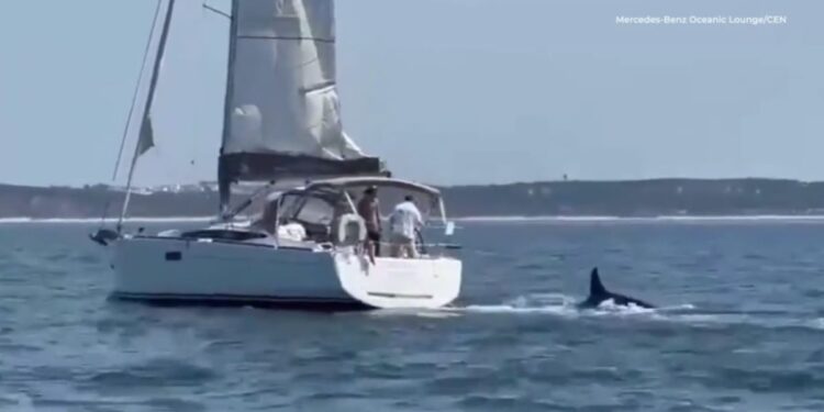 Πορτογαλία: Ιστιοπλοϊκό βυθίστηκε μετά από επίθεση φαλαινών