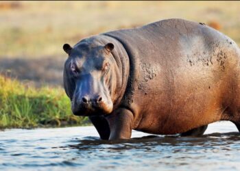 Τραγικό περιστατικό στην Ακτή Ελεφαντοστού: Ιπποπόταμος ανατρέπει πλοιάριο, αγνοούμενοι 11