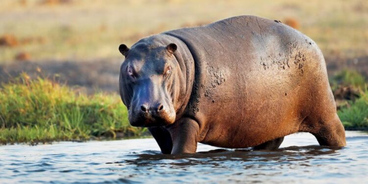 Τραγικό περιστατικό στην Ακτή Ελεφαντοστού: Ιπποπόταμος ανατρέπει πλοιάριο, αγνοούμενοι 11