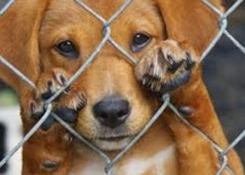 Θεσσαλονίκη: Συνελήφθη 47χρονος για κακοποίηση 14 σκύλων και μιας γάτας