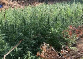 Μεσολόγγι: Στον δρόμο για τις φυλακές οι συλληφθέντες για τη χασισοφυτεία