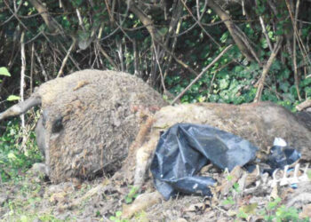 Αναστάτωση στη Μπούκα: Νεκρά πρόβατα πετάχτηκαν στο ποτάμι Μποτώκος