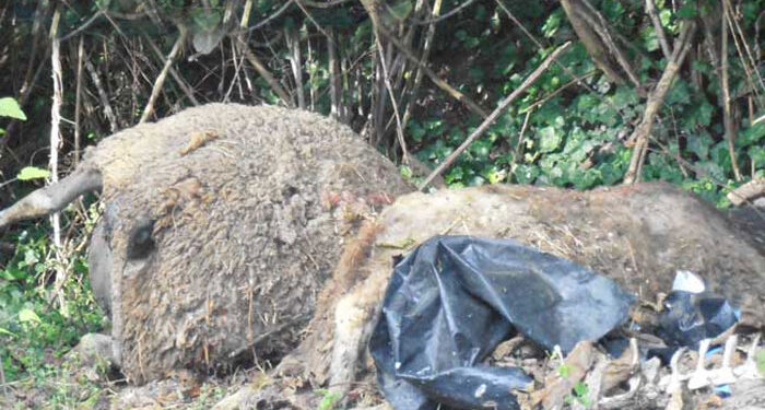 Αναστάτωση στη Μπούκα: Νεκρά πρόβατα πετάχτηκαν στο ποτάμι Μποτώκος