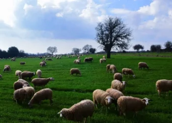 Τσιάρας: «Θέλουμε να αποφύγουμε το lockdown στα αιγοπρόβατα – Θα υπάρξουν συνέπειες σε κτηνοτροφία και γεωργία»