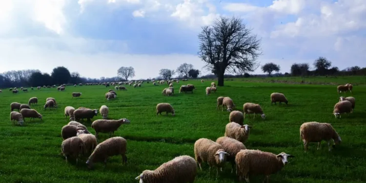 Τσιάρας: «Θέλουμε να αποφύγουμε το lockdown στα αιγοπρόβατα – Θα υπάρξουν συνέπειες σε κτηνοτροφία και γεωργία»