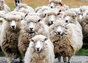 Ευλογιά των προβάτων: Τα μέτρα, ερωτήσεις και απαντήσεις