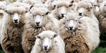 Ευλογιά των προβάτων: Τα μέτρα, ερωτήσεις και απαντήσεις